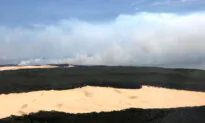 Tracking Option Raised After Dingo Bites Girl on K’gari