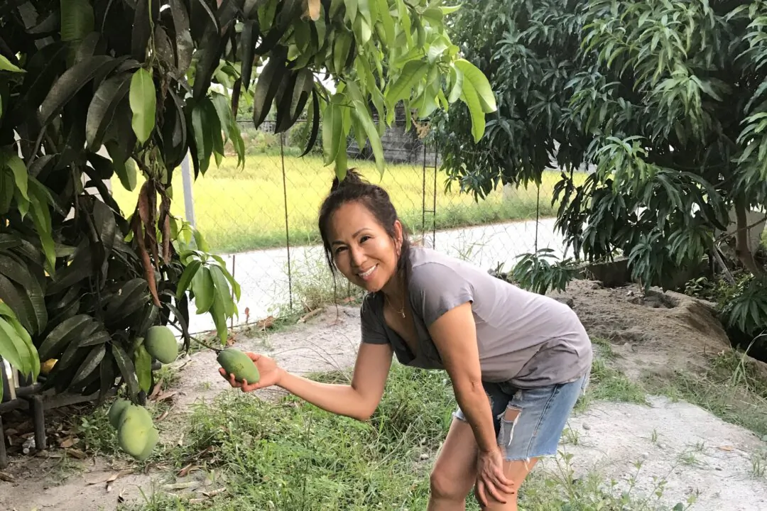 Ro Robinson picking mangoes. (Photo courtesy of Ro Robinson)