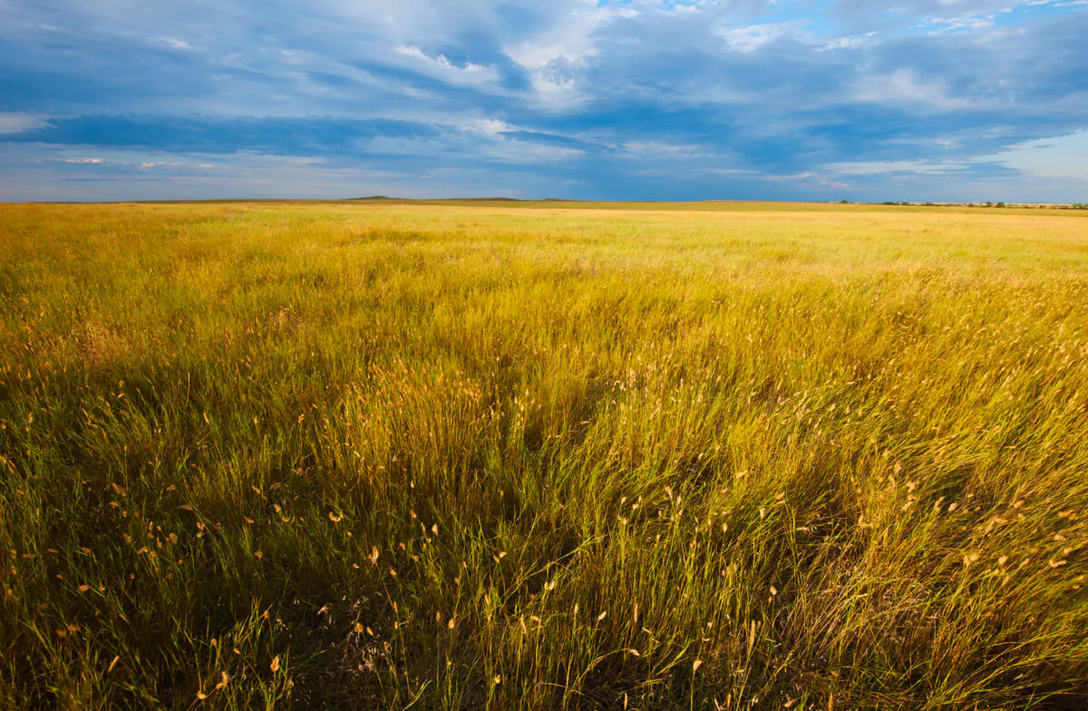 Praire grass. (zhukovvvlad/Shutterstock)