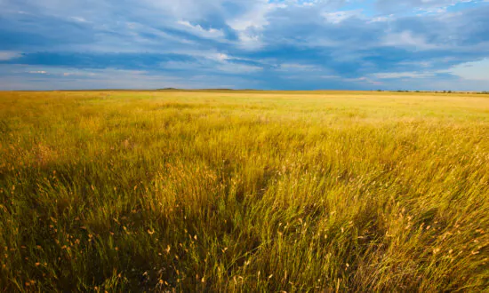 Are Prairie Grasses the Answer to America’s Droughts?