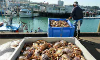 California Delays Commercial Crab Season to Protect Whales From Entanglement