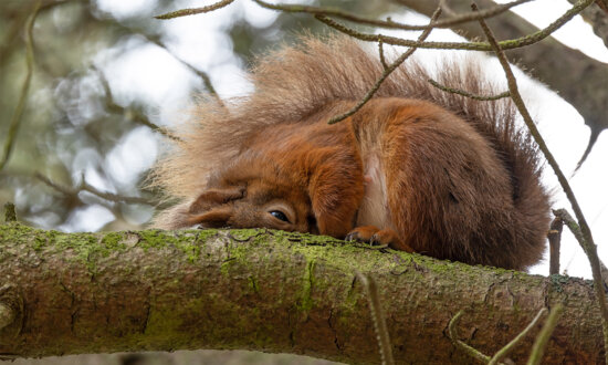 Self-Taught Photographer Captures Squirrel Going Into a 'Food Coma' After Stocking Up on Too Many Hazelnuts