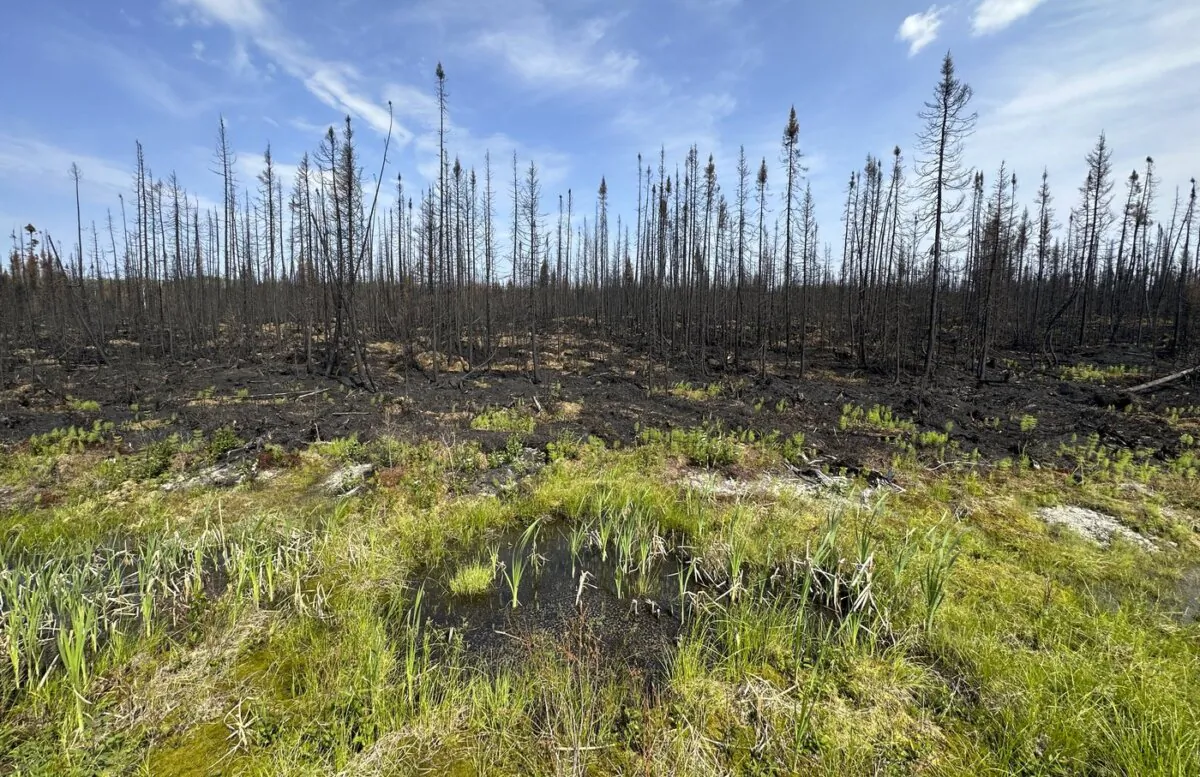A small puddle is seen at the edge of an area of forest destroyed by fire in Quebec on July 5, 2023. (The Canadian Press/Adrian Wyld)