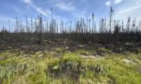 Quebec Man Pleads Guilty to Setting 14 Forest Fires, Forcing Hundreds From Homes
