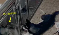 Rescue Dog Escapes Kennel, Tries to Free Friends, Throws Himself a Party Before Getting Busted: VIDEO
