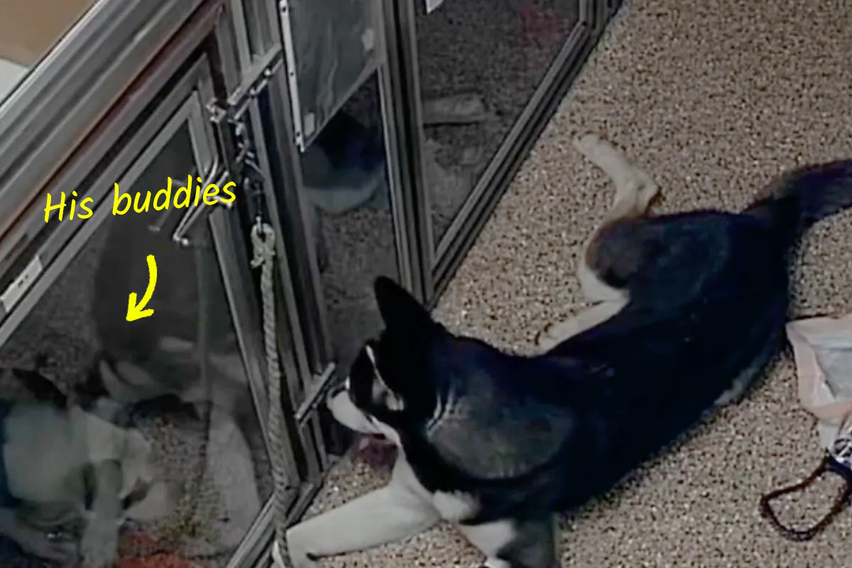 (Courtesy of Lost Our Home Pet Rescue)