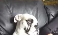 Dog Can’t Do Without His Belly Rubs!