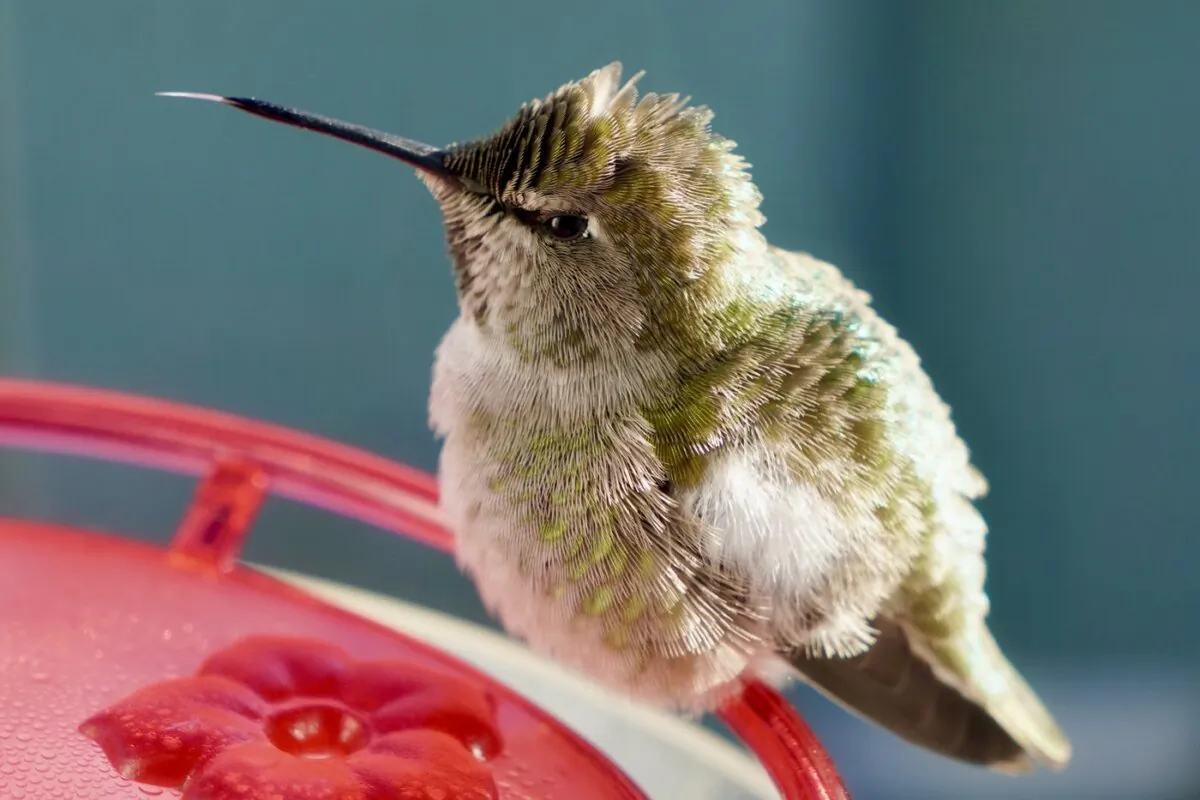 A female Anna's hummingbird rests on a feeder in Vancouver on Jan. 12, 2024. (The Canadian Press/Ian Young)