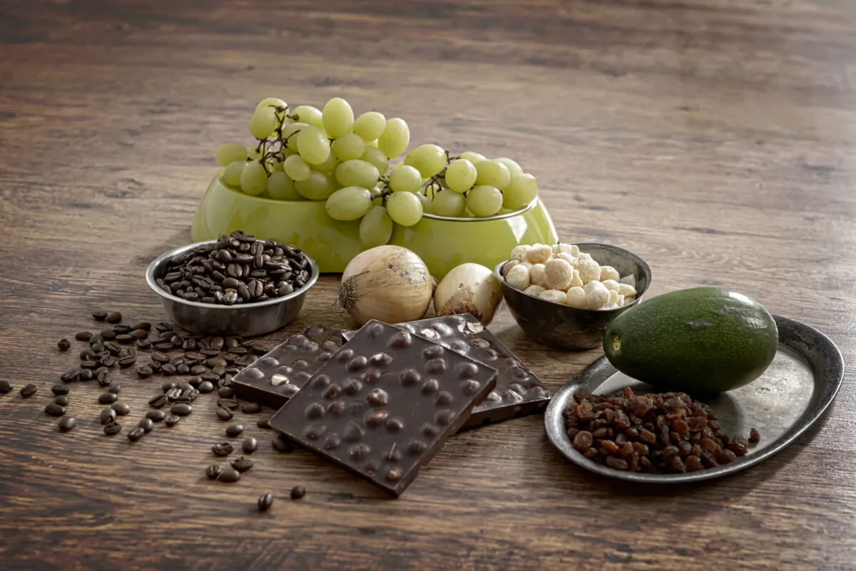 Keep your furry friend happy and healthy by avoiding these foods.(Monika Wisniewska/Shutterstock)