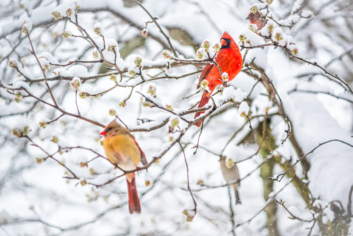 Since cardinals aren't migratory, once you provide the proper food, water and shelter, they will stay around. (Kristi Blokhin/Shutterstock)