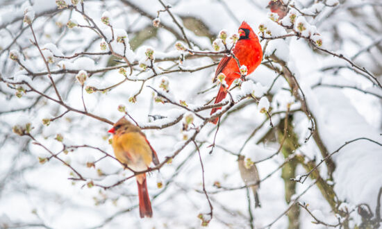 Attracting Cardinals to My Bird Feeder