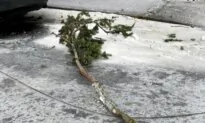 Downed Power Line Kills 3 but Baby in Diapers Survives in Oregon