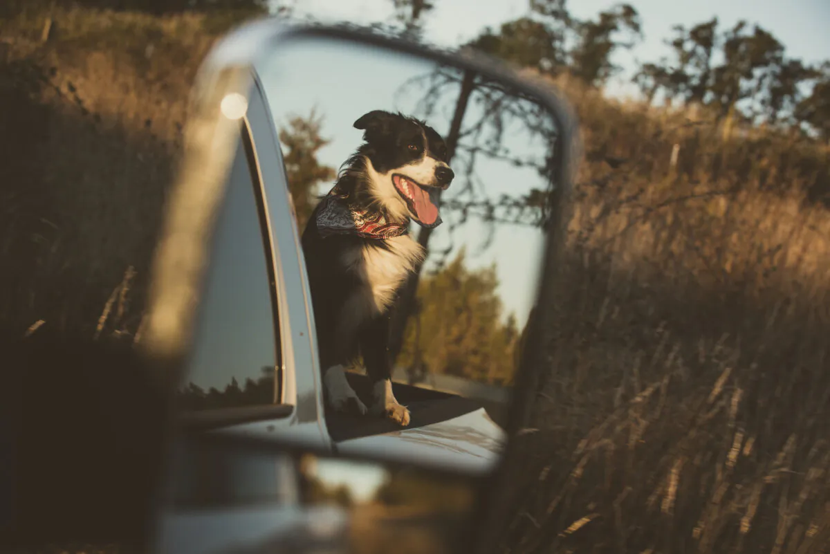 Putting a dog in the back of an open pickup truck on a hot day subjects him to sunburn and burns to his paws from the hot metal bed. (Mark1260423/Shutterstock)
