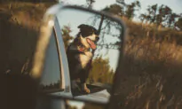 Dangerous to Transport Dog in Bed of Pickup Truck