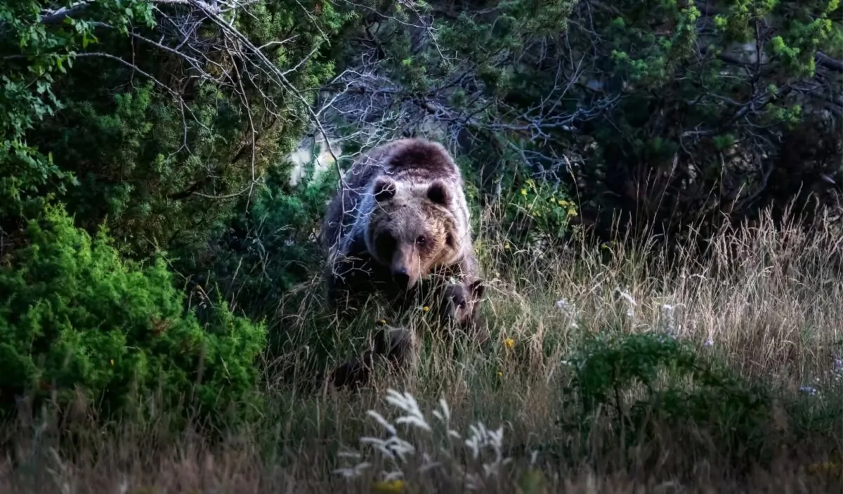 Marsican bear, a typical species of central Italy. A mother bear with her cubs walks among the vegetation in its natural habitat, in the Abruzzo region of Italy. (Gennaro Leonardi Photos/Shutterstock)
