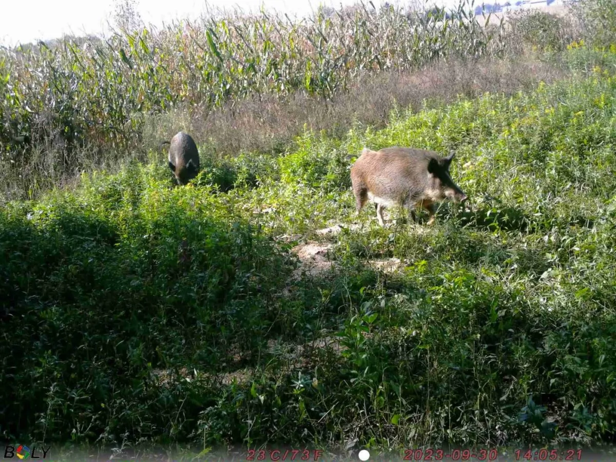 A pair of wild boars are seen in a handout image taken on a trail camera on Sept. 30, 2023. (The Canadian Press/HO-Quebec Ministry of Environment, Fight against Climate Change, of Wildlife and Parks)