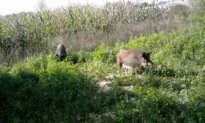 Quebec Catches One of Two Wayward Wild Boars on the Loose Since September