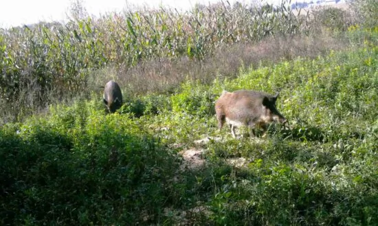 Quebec Catches One of Two Wayward Wild Boars on the Loose Since September