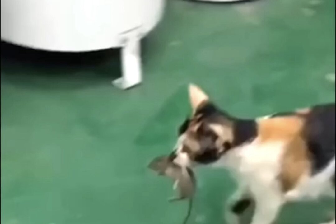 Cat Carries Mouse Over to Food Bowl so They Can Dine Together