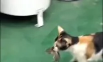 Cat Carries Mouse Over to Food Bowl so They Can Dine Together