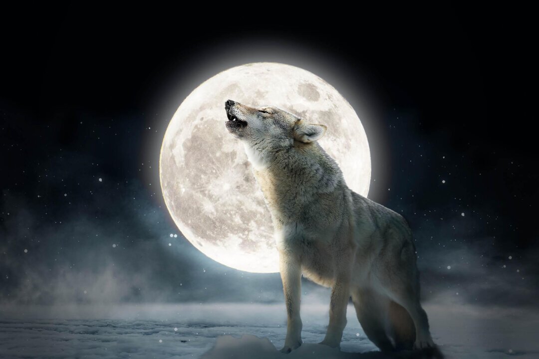 The First Full Moon of 2024—The ‘Full Wolf Moon’—Will Soon Rise, But