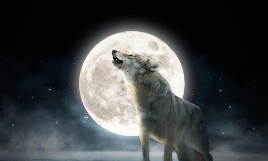 The First Full Moon of 2024—The 'Full Wolf Moon'—Will Soon Rise, But Why Is It Called That?