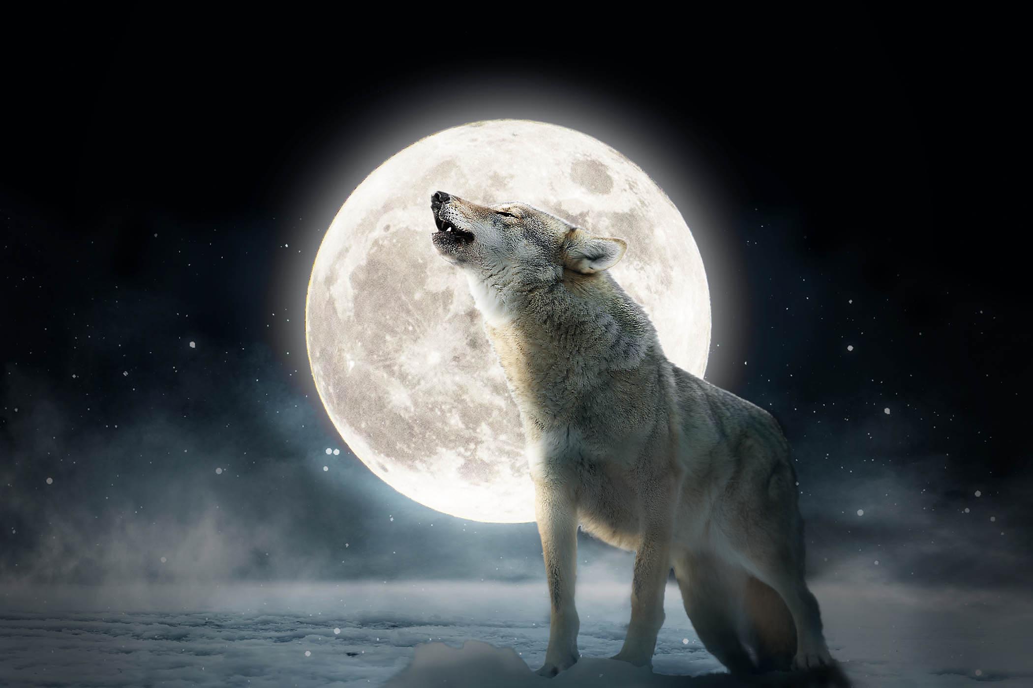 Will The Wolves Be Howling At The January Full Wolf Moon?