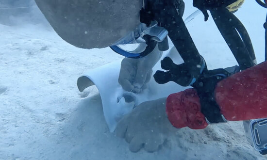 Scuba Diver Painstakingly Removes Discarded Fishing Hook From Frightened Stingray’s Mouth