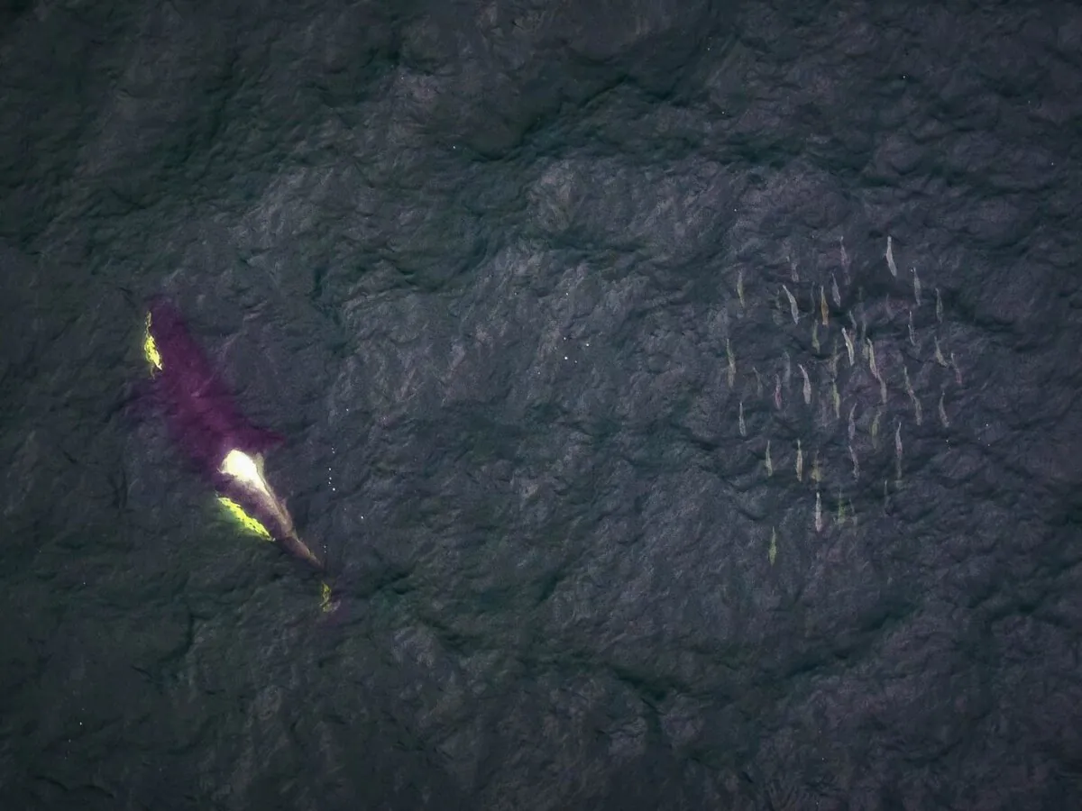 A southern resident killer whale swims past a school of salmon near the Fraser River, B.C. in this undated handout photo. (The Canadian Press/HO, Keith Holmes, Hakai Institute)