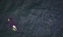 BC Trawlers Dump Thousands of Salmon, Depleting Orcas’ Food Source: Wildlife Group