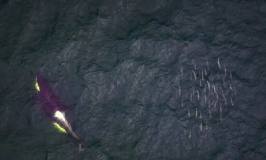 BC Trawlers Dump Thousands of Salmon, Depleting Orcas’ Food Source: Wildlife Group