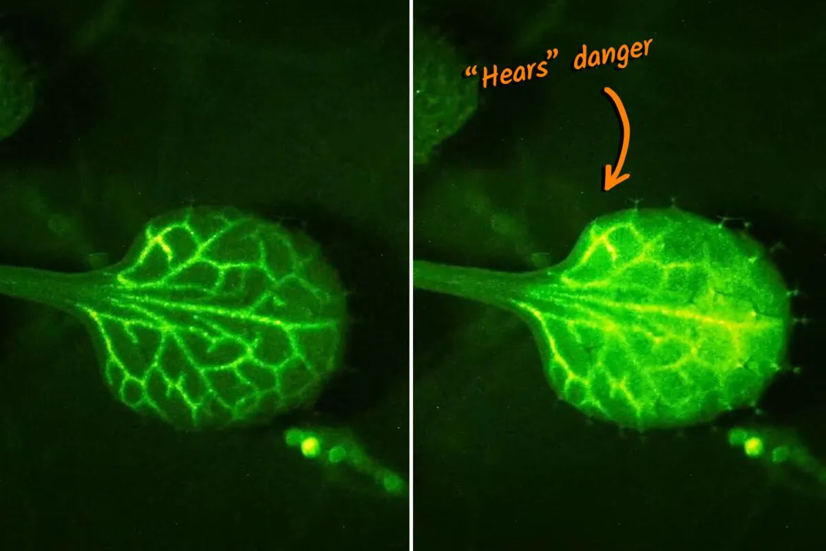 (Courtesy of Masatsugu T., Aratani, Y., Uemura, T., Hagihara, T. et al)