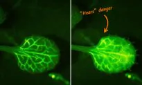 Scientists Film Plants ‘Hearing’ Warnings of Their Neighbors in Real-Time—And the Video Is Amazing