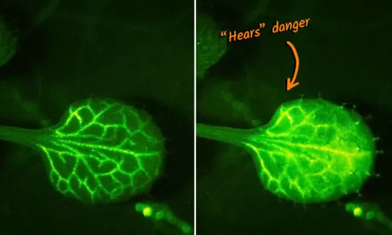 Scientists Film Plants ‘Hearing’ Warnings of Their Neighbors in Real-Time—And the Video Is Amazing
