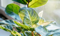 Midwest Gardens: Keeping Tropical Plants Healthy