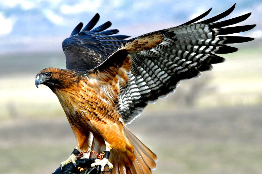 Russian Hawks Raptors Hanging With Hawks at SoCal’s Raptor Hotspot | The Epoch Times