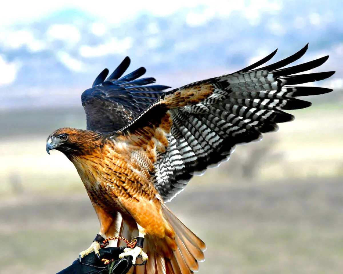 Ruby, a red-tailed hawk, demonstrates her prowess at Hawk Watch in Ramona, California. (Photo courtesy of Hans Petermann)
