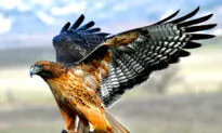 Hanging With Hawks at SoCal’s Raptor Hotspot