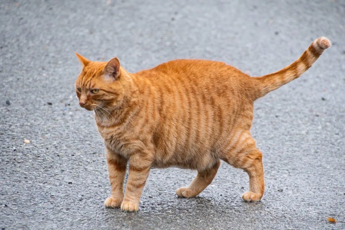 A ginger tom cat in a stock photo. (Debra Angel/Shutterstock)