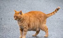 Pet Cat Thrown Off Train Died in Cold Weather; Now Thousands Want Conductor to Lose Her Job