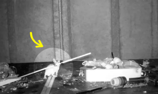 Amusing Video Captures ‘Welsh Tidy Mouse’ Cleaning Pensioner’s Shed Every Night