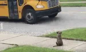 Puppy Waits Patiently For School Bus to Welcome His Master Home
