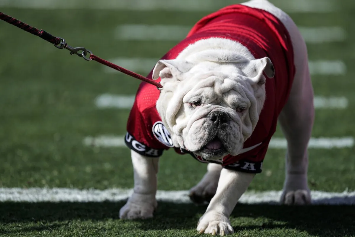 Georgia mascot Uga X walks on the field during the first half of an NCAA college football game against Georgia Tech in Athens, Ga., on Nov. 26, 2022. (John Bazemore/AP Photo)