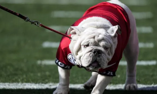 Former Georgia Bulldog Mascot Uga X Dies With 2 National Championships During His Term