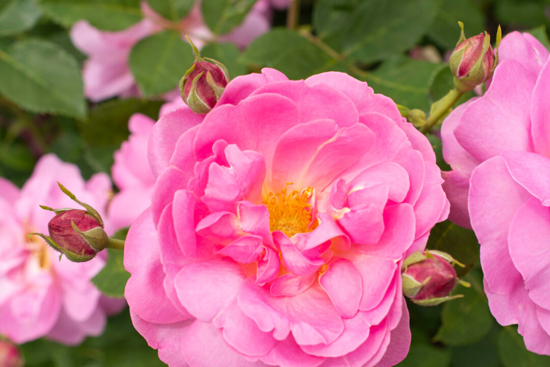 American Garden Rose Selection 2024 Winners The Epoch Times   Id5573225 SittingPretty 1080x720 