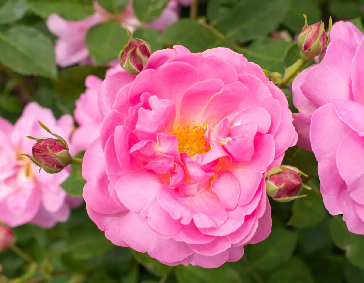 Sitting Pretty is a Regional Choice Winner in four regions—South Central, Southeast, Southwest, and North Central. (American Garden Rose Selections)