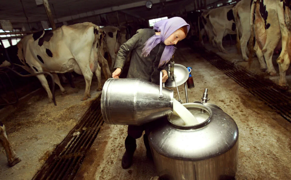 An Amish girl pours milk after milking cows in Wakefield, Pa., on Oct. 22, 2003. The Amish, traditionalist farmers who spurn machinery and other modern conveniences, live off the land much as they have for centuries in various communities in rural Pennsylvania and Ohio, and now live side-by-side with modern Americans. (Chris Hondros/Getty Images)