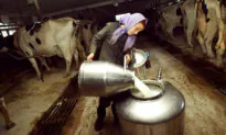 After Raiding Farm, Pennsylvania Authorities Sue Amish Farmer Over Raw Milk