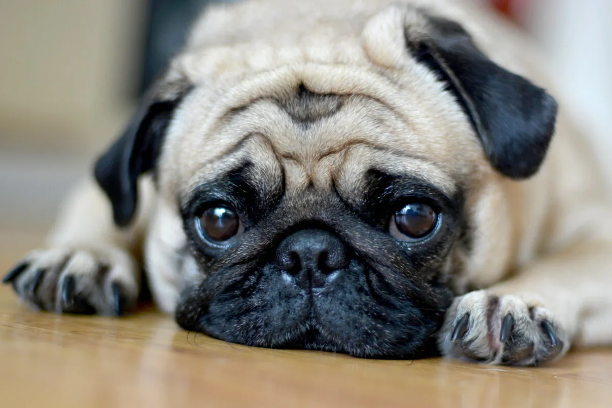 (ponpimonsa_bibi/Shutterstock)