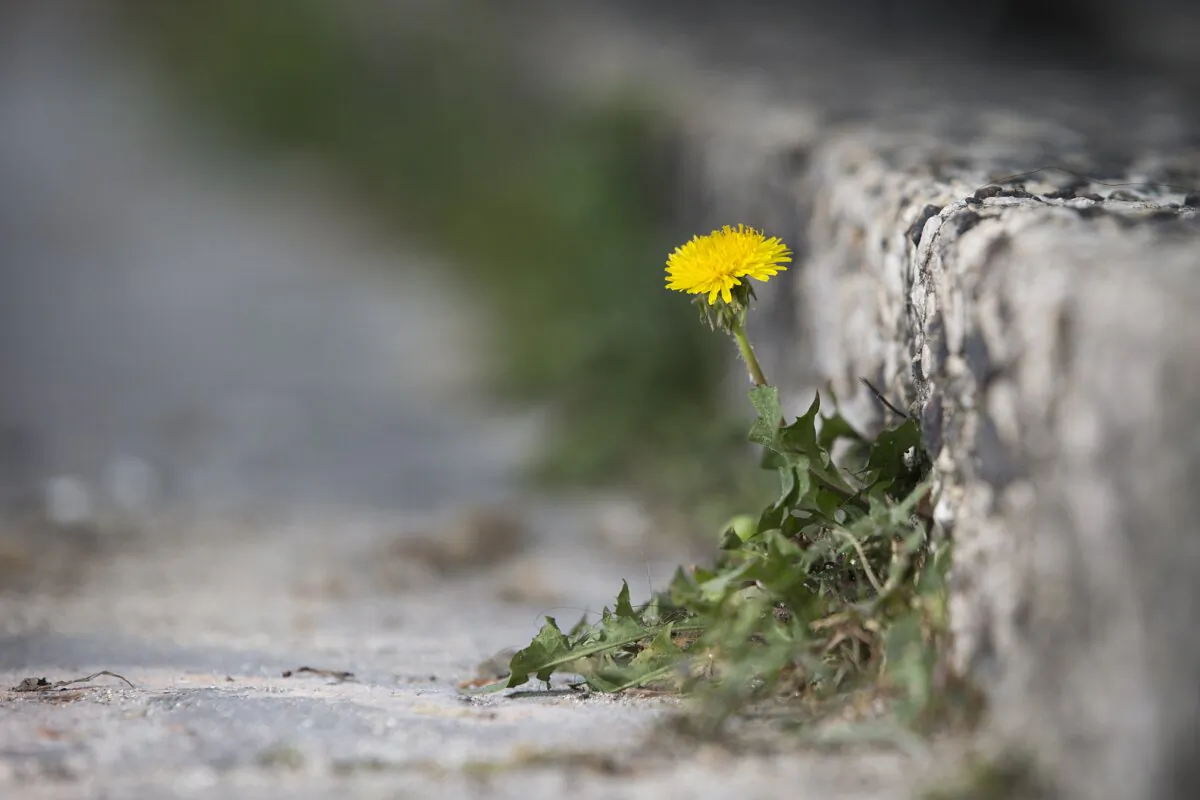 A dandelion growing between cracks in the pavement in a file photo. (Joel Saget/AFP via Getty Images)
